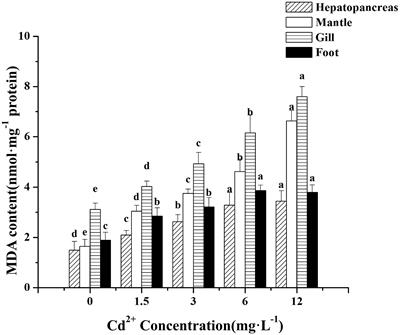 Effects of Waterborne Cadmium Exposure on Its Internal Distribution in Meretrix meretrix and Detoxification by Metallothionein and Antioxidant Enzymes